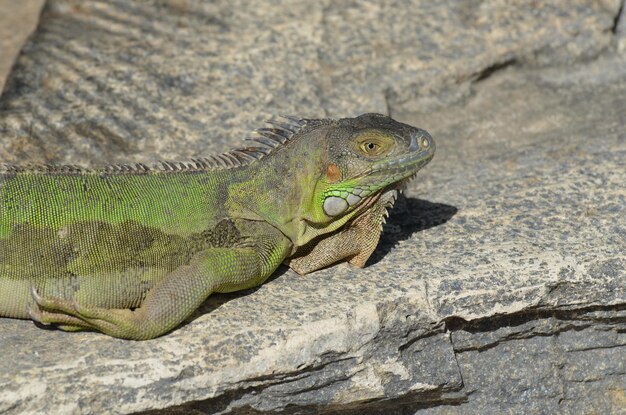 Iguane vert se bronzer sur des rochers au soleil.