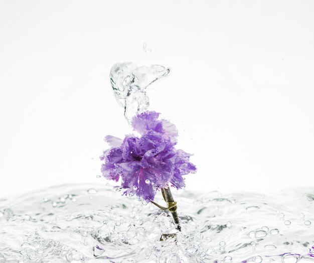 Œillet pourpre tombant dans l&#39;eau