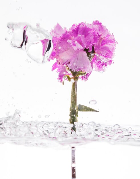 Œillet pourpre tombant dans l&#39;eau