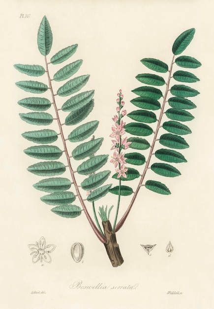Photo gratuite illustration de boswellia serrata de medical botany (1836)
