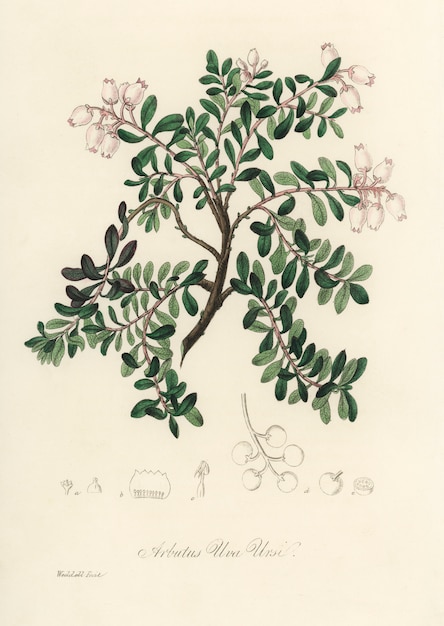 Illustration de la Busserole (Arbutus uva ursi) de Medical Botany (1836)