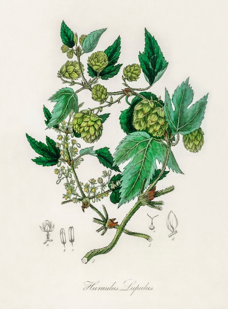 Illustration de Hop (Humulus lupulus) d&#39;après Medical Botany (1836)