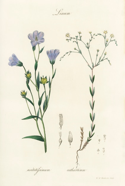 Illustration de lin (Linum) de Medical Botany (1836)