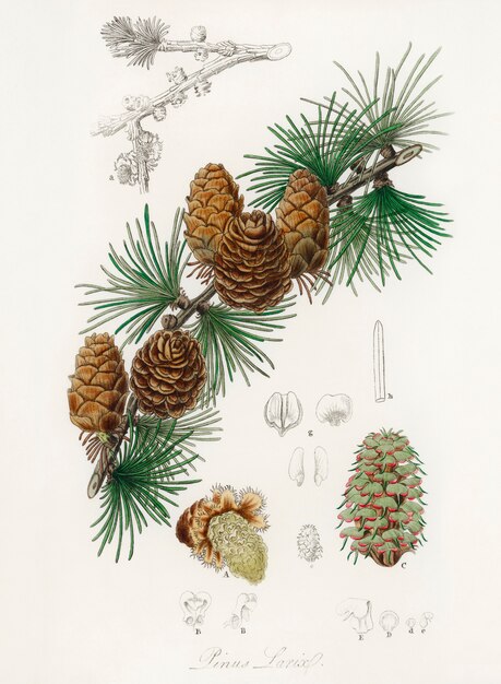 Illustration de Linus larix de Medical Botany (1836)