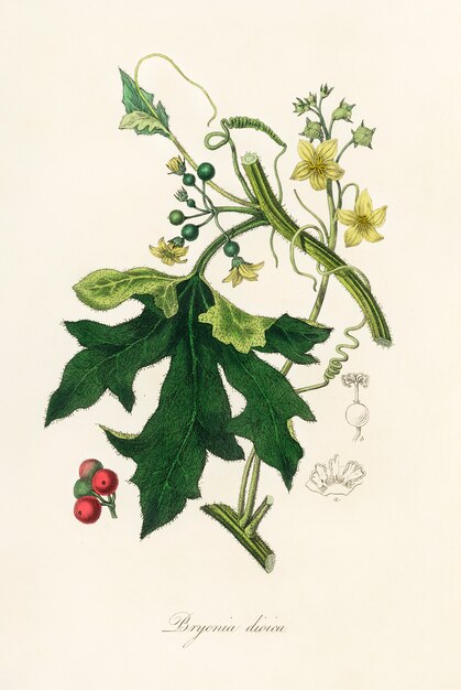 Illustration de la mandragore anglaise (Bryonia dioica) de Medical Botany (1836)