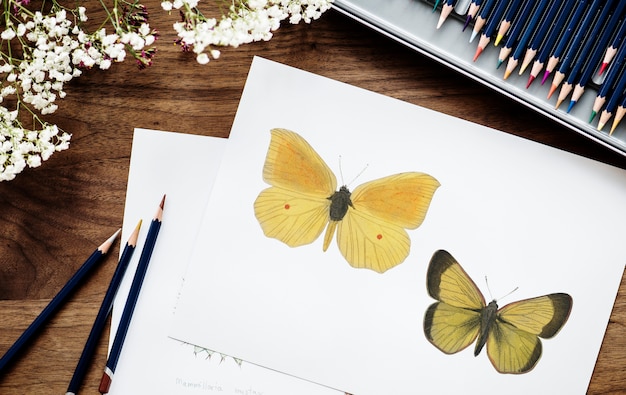 Photo gratuite illustration d'un papillon à colorier