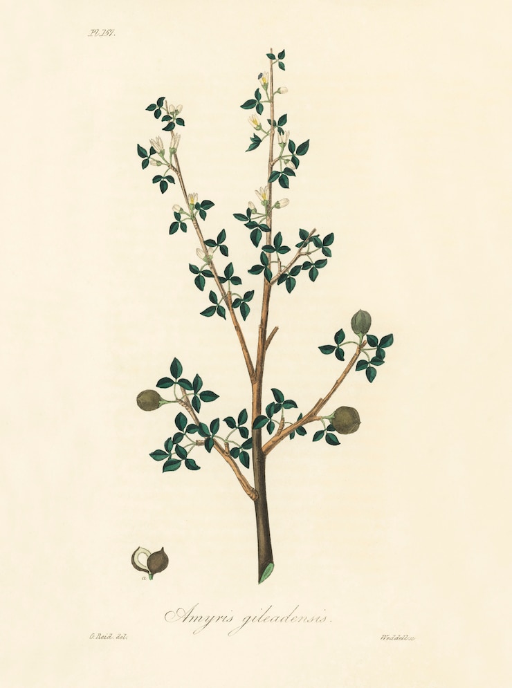 Photo gratuit illustration de torchwoods (amyris gileadensis) de medical botany (1836)