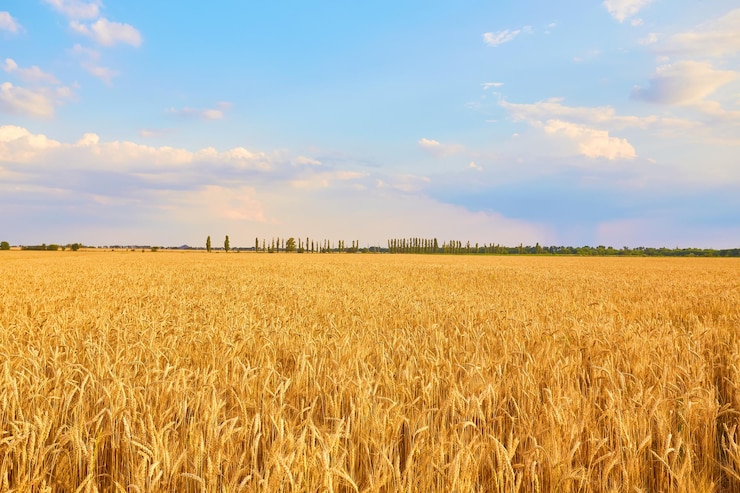 Photo gratuit image d'un champ de blé avec un ciel bleu
