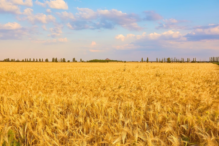 Photo gratuit image d'un champ de blé avec un ciel bleu