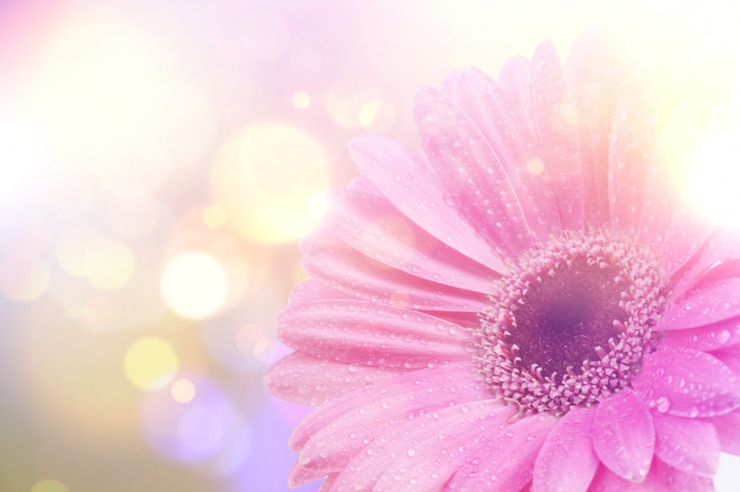 Photo gratuit image daisy gerbera avec effet vintage rétro