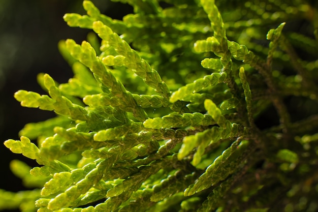 Image d'un grand buisson vert pousse près des arbres, photo avec un accent sur une petite brindille avec une mouche dessus