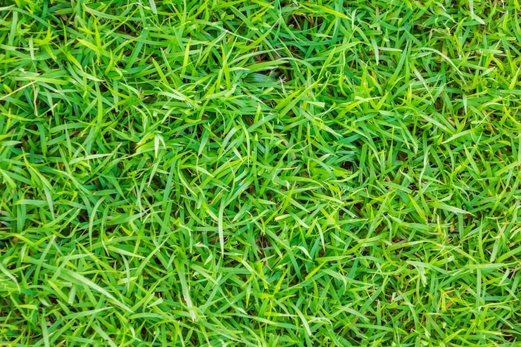 Photo gratuit image en gros plan d'herbe verte printanière.