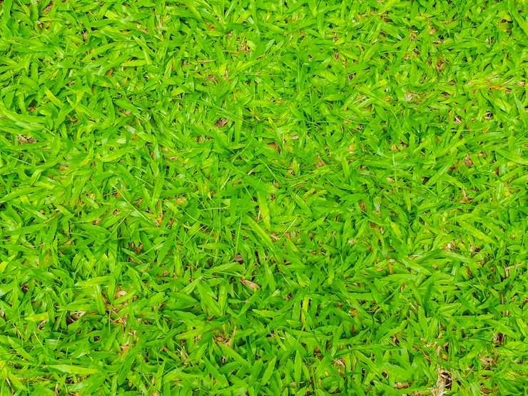 Photo gratuit image en gros plan d'herbe verte printanière.