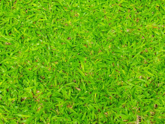 Image en gros plan d&#39;herbe verte printanière.