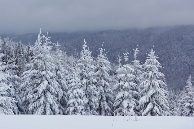 Image panoramique de sapin. Jour givré, scène hivernale calme.