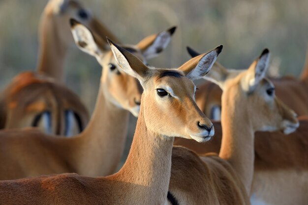 Impalas à l'état sauvage