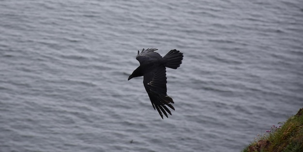 Incroyable corbeau noir avec ses ailes grandes ouvertes en vol.