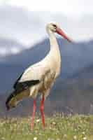 Photo gratuite incroyable coup de mise au point sélective d'une cigogne blanche