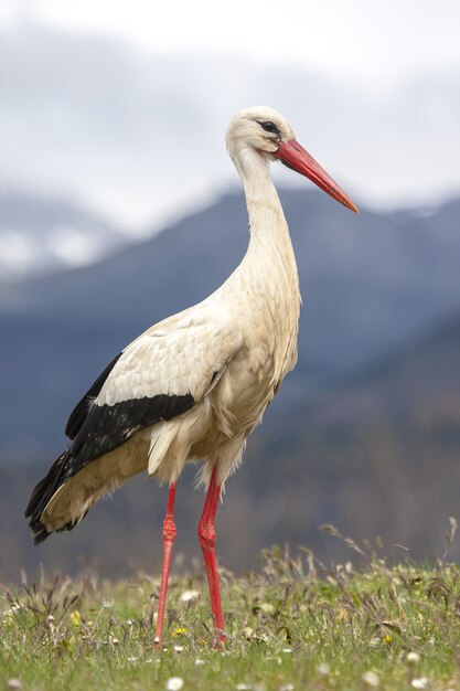 Incroyable coup de mise au point sélective d'une cigogne blanche