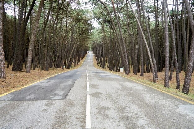 Incroyable coup d'une route vide traversant une forêt dense