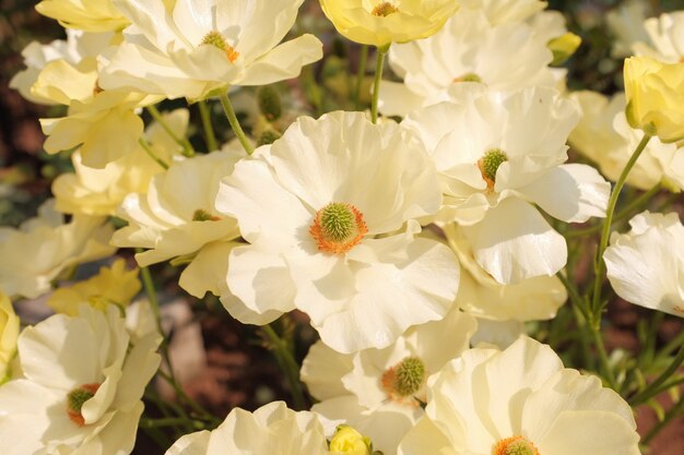 Incroyable gros plan d'une belle fleur