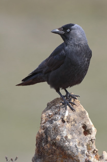 Incroyable gros plan de mise au point sélective tourné d'un corbeau américain