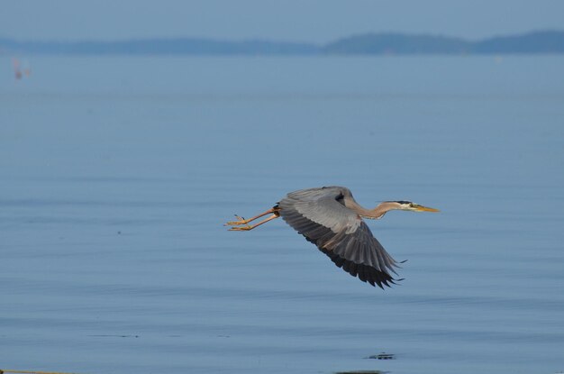 Incroyable oiseau de grand héron volant en vol dans la baie de Casco, dans le Maine.