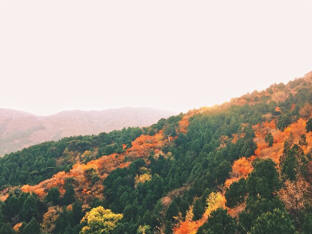 Incroyable paysage d'automne avec des arbres et des montagnes colorés