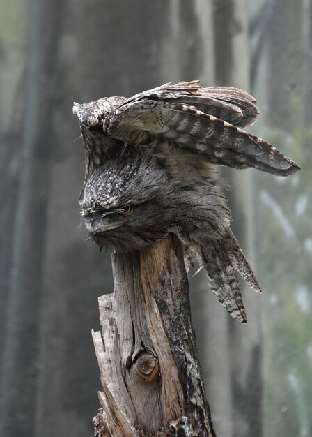 Incroyable Tawny Frogmouth avec ses ailes repliées au-dessus de lui