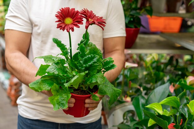 Individuel tenant élégante plante d'intérieur