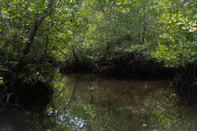 Photo gratuite indonésie, lembongan, forêt de mangrove.