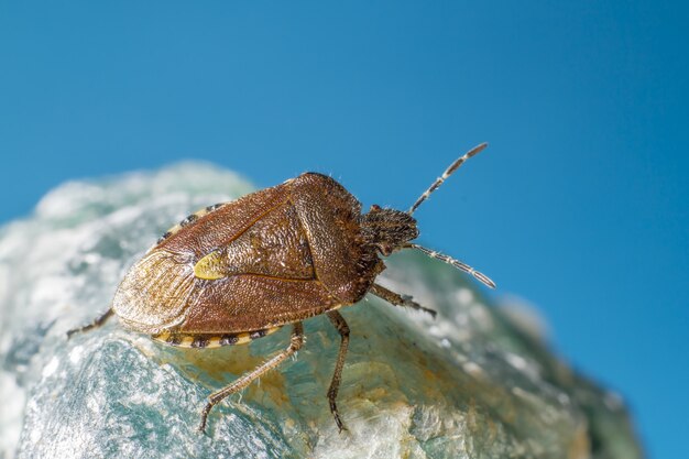 Insecte brun et noir sur surface bleue