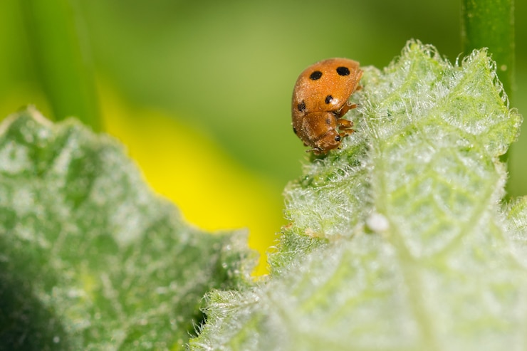 Photo gratuit insecte sur une feuille