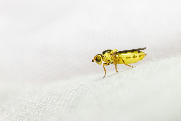 Insecte jaune isolé sur blanc