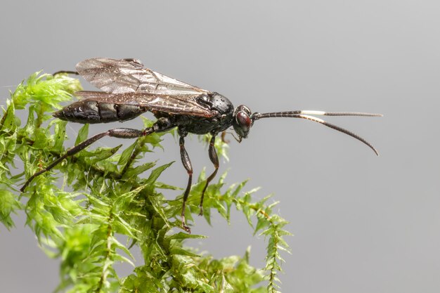 Insecte noir et brun sur une branche d'arbre feuille verte