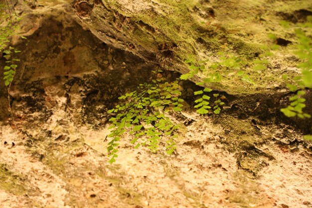 Intérieur de la grotte avec mosk