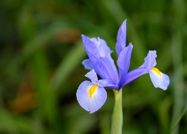 Iris mauve