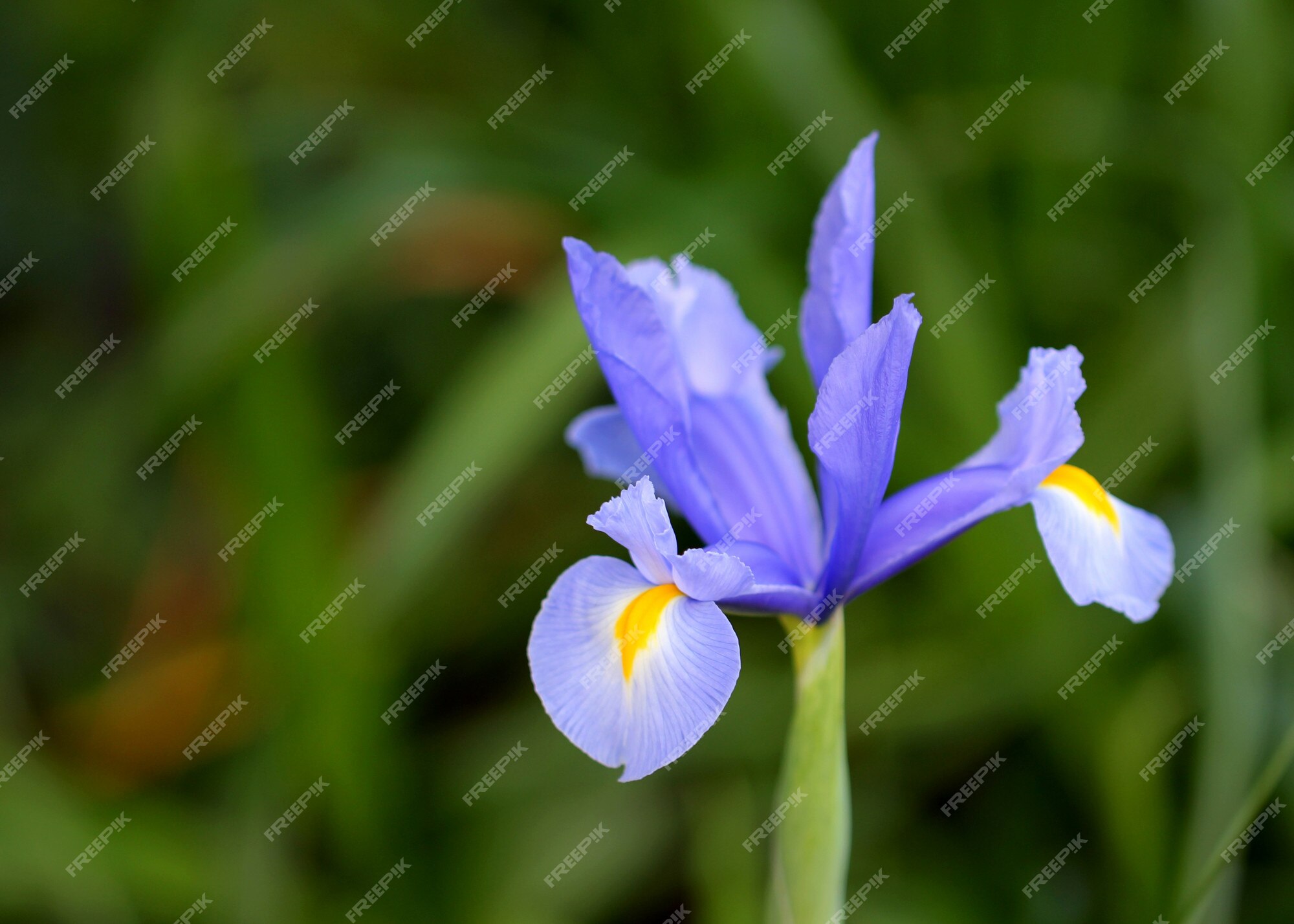 Iris Mauve | Photo Gratuite