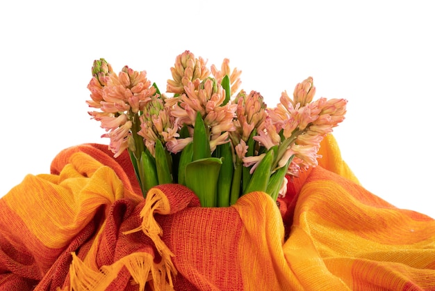 Isolé d'un bouquet de fleurs de jacinthe enveloppé dans une écharpe orange