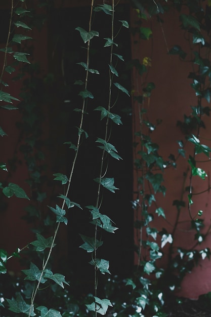 Ivy sur les murs de la maison