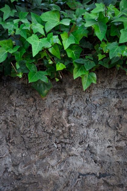 Photo gratuite ivy sur la surface rocheuse