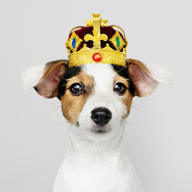 Jack Russel porte une couronne