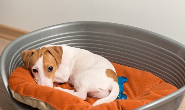 Jack Russell Terrier allongé sur un lit de chien