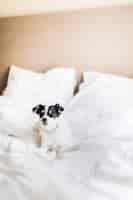 Photo gratuite jack russell terrier dans un lit blanc propre