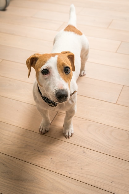 Jack Russell Terrier à la maison