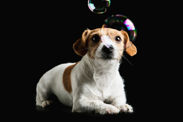 Jack Russell Terrier petit chien pose. Chien ludique mignon ou animal de compagnie jouant sur fond de studio noir.