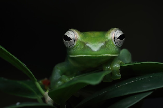 Jade tree frog libre sur les feuilles vertes rainette indonésienne Rhacophorus dulitensis ou Jade tree frog libre