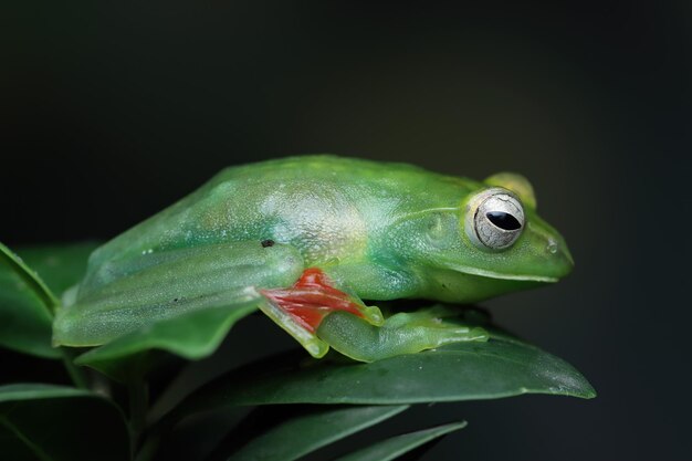 Jade tree frog libre sur les feuilles vertes rainette indonésienne Rhacophorus dulitensis ou Jade tree frog libre