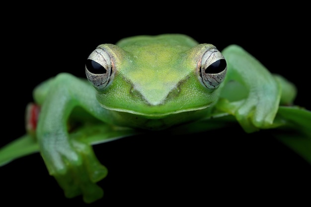 Photo gratuite jade tree frog libre sur les feuilles vertes rainette indonésienne rhacophorus dulitensis ou jade tree frog libre