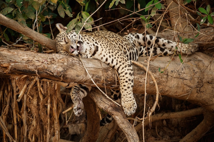 Photo gratuit jaguar américain dans l'habitat naturel de la jungle sud-américaine